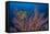 Sea Fan And Crinoid-Matthew Oldfield-Framed Premier Image Canvas