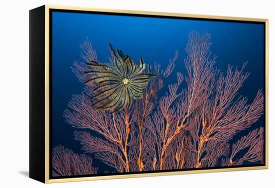 Sea Fan And Crinoid-Matthew Oldfield-Framed Premier Image Canvas