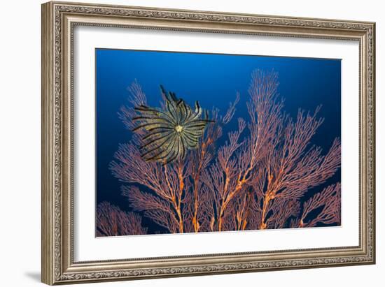 Sea Fan And Crinoid-Matthew Oldfield-Framed Photographic Print