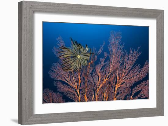 Sea Fan And Crinoid-Matthew Oldfield-Framed Photographic Print