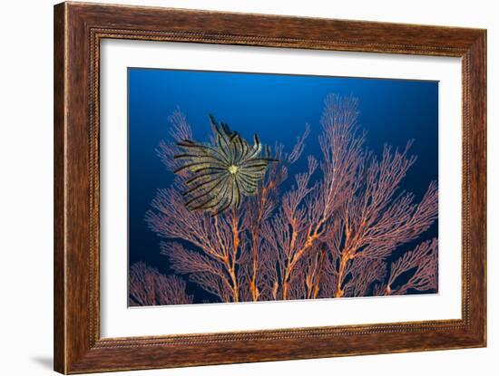 Sea Fan And Crinoid-Matthew Oldfield-Framed Photographic Print