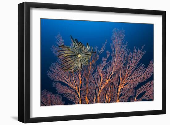 Sea Fan And Crinoid-Matthew Oldfield-Framed Photographic Print