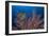 Sea Fan And Crinoid-Matthew Oldfield-Framed Photographic Print