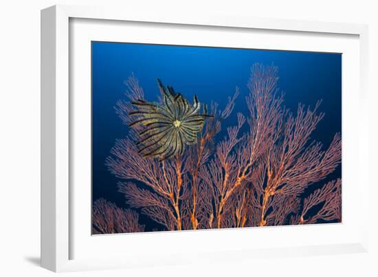 Sea Fan And Crinoid-Matthew Oldfield-Framed Photographic Print