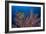 Sea Fan And Crinoid-Matthew Oldfield-Framed Photographic Print