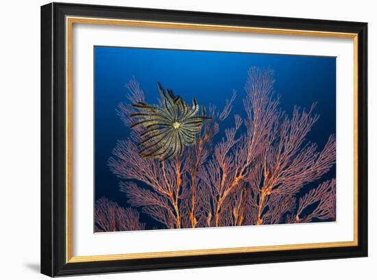 Sea Fan And Crinoid-Matthew Oldfield-Framed Photographic Print