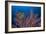 Sea Fan And Crinoid-Matthew Oldfield-Framed Photographic Print