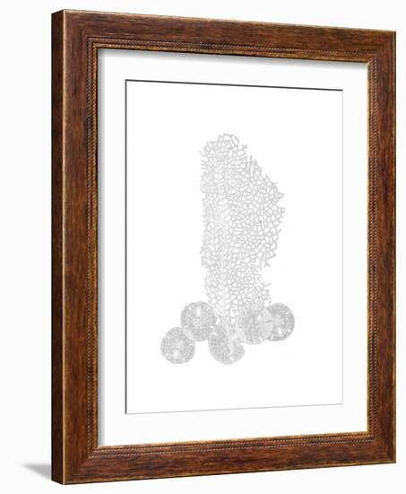 Sea Fan and Sand Dollar F164-Albert Koetsier-Framed Premium Giclee Print