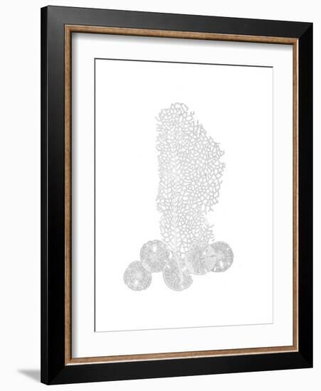 Sea Fan and Sand Dollar F164-Albert Koetsier-Framed Premium Giclee Print