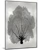 Sea Fan Black on Silver II-Melonie Miller-Mounted Art Print