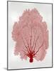 Sea Fan Coral II-Melonie Miller-Mounted Art Print