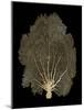 Sea Fan Gold on Black II-Melonie Miller-Mounted Art Print