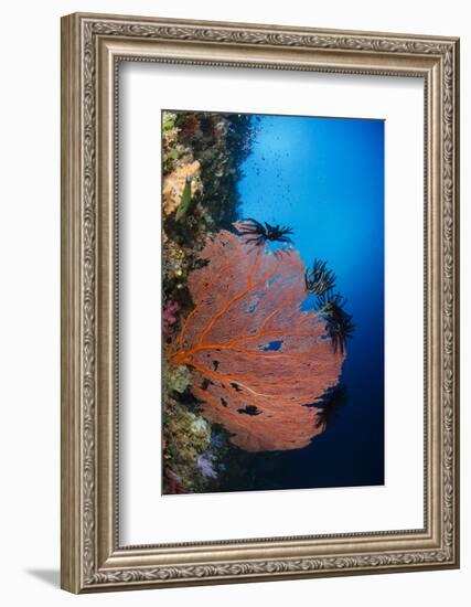 Sea Fan (Gorgonia) and Feather Star (Crinoidea), Rainbow Reef, Fiji-Pete Oxford-Framed Premium Photographic Print