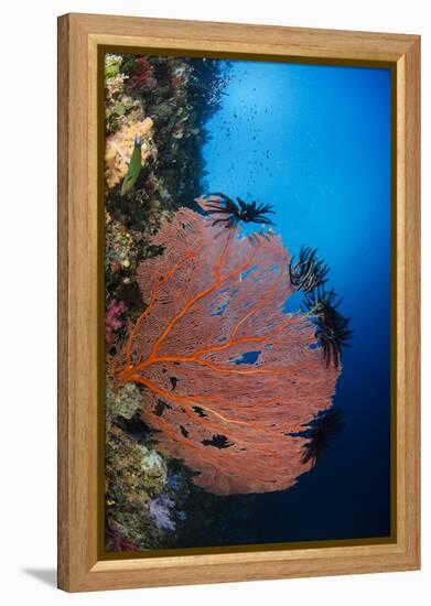 Sea Fan (Gorgonia) and Feather Star (Crinoidea), Rainbow Reef, Fiji-Pete Oxford-Framed Premier Image Canvas