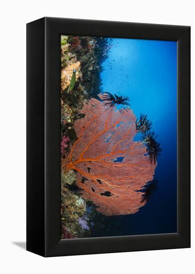 Sea Fan (Gorgonia) and Feather Star (Crinoidea), Rainbow Reef, Fiji-Pete Oxford-Framed Premier Image Canvas