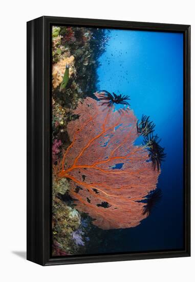 Sea Fan (Gorgonia) and Feather Star (Crinoidea), Rainbow Reef, Fiji-Pete Oxford-Framed Premier Image Canvas