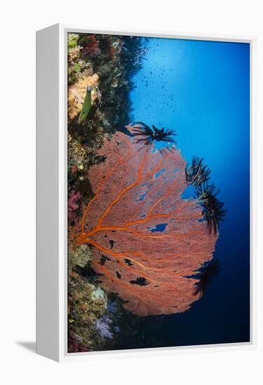 Sea Fan (Gorgonia) and Feather Star (Crinoidea), Rainbow Reef, Fiji-Pete Oxford-Framed Premier Image Canvas