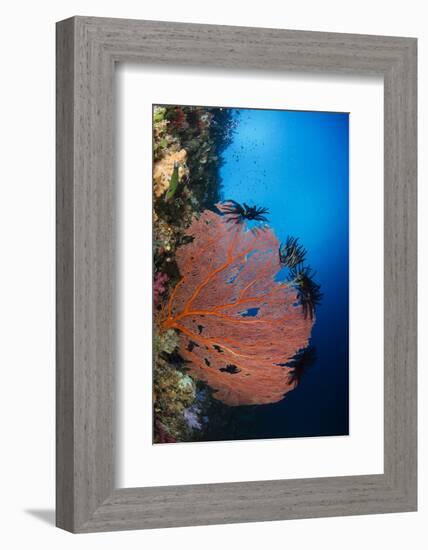 Sea Fan (Gorgonia) and Feather Star (Crinoidea), Rainbow Reef, Fiji-Pete Oxford-Framed Photographic Print