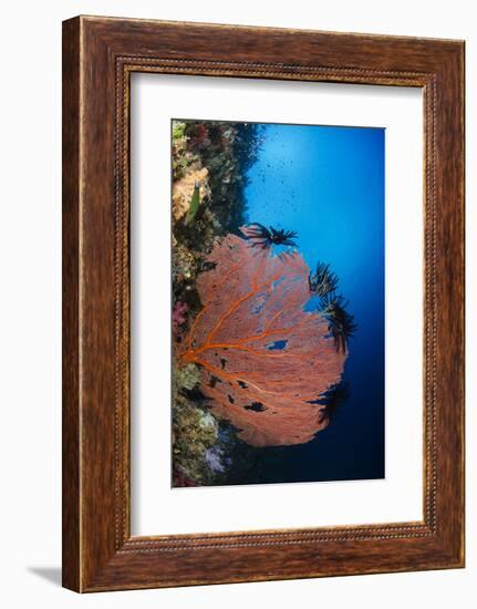 Sea Fan (Gorgonia) and Feather Star (Crinoidea), Rainbow Reef, Fiji-Pete Oxford-Framed Photographic Print