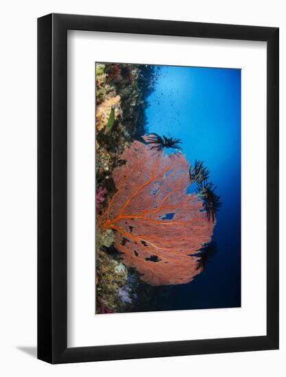 Sea Fan (Gorgonia) and Feather Star (Crinoidea), Rainbow Reef, Fiji-Pete Oxford-Framed Photographic Print