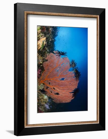 Sea Fan (Gorgonia) and Feather Star (Crinoidea), Rainbow Reef, Fiji-Pete Oxford-Framed Photographic Print