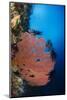 Sea Fan (Gorgonia) and Feather Star (Crinoidea), Rainbow Reef, Fiji-Pete Oxford-Mounted Photographic Print