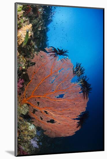 Sea Fan (Gorgonia) and Feather Star (Crinoidea), Rainbow Reef, Fiji-Pete Oxford-Mounted Photographic Print