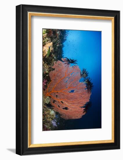 Sea Fan (Gorgonia) and Feather Star (Crinoidea), Rainbow Reef, Fiji-Pete Oxford-Framed Photographic Print