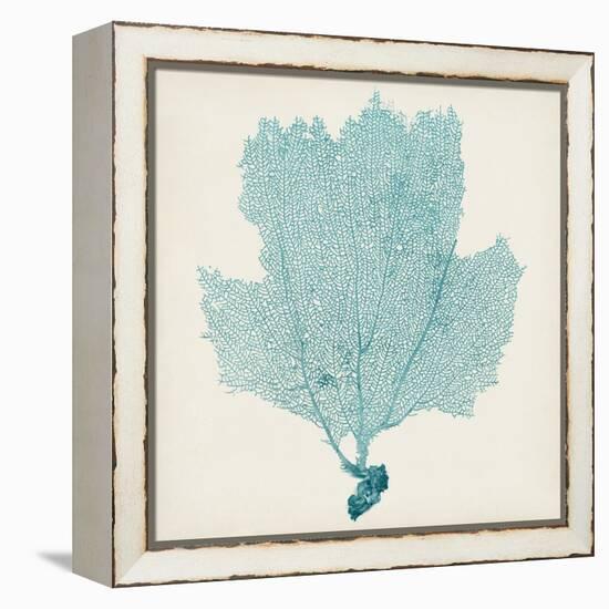 Sea Fan III-Vision Studio-Framed Stretched Canvas