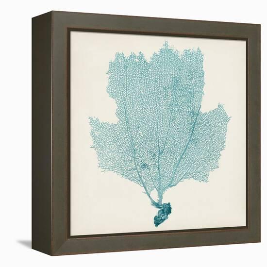 Sea Fan III-Vision Studio-Framed Stretched Canvas