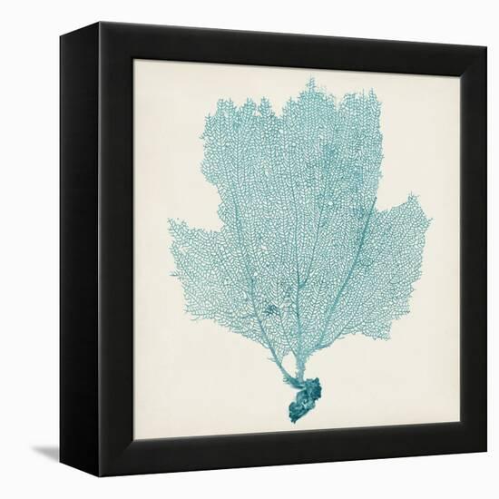 Sea Fan III-Vision Studio-Framed Stretched Canvas