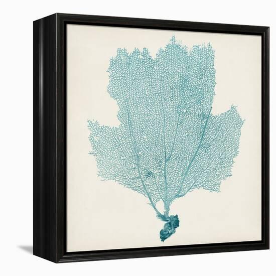 Sea Fan III-Vision Studio-Framed Stretched Canvas