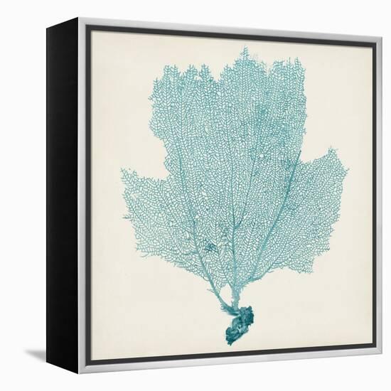 Sea Fan III-Vision Studio-Framed Stretched Canvas