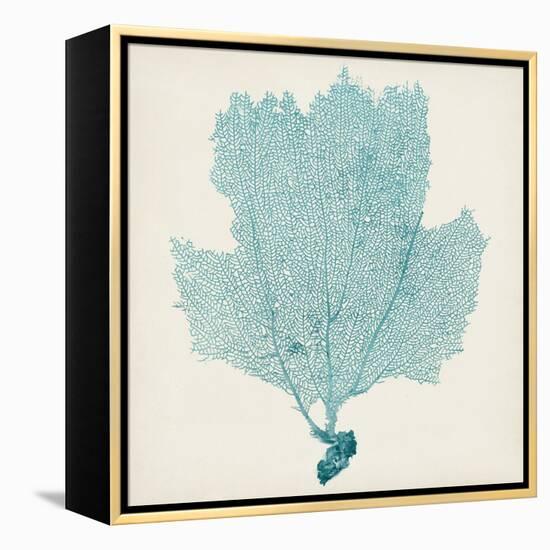 Sea Fan III-Vision Studio-Framed Stretched Canvas