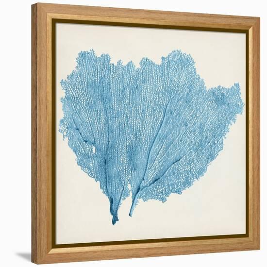 Sea Fan IV-Vision Studio-Framed Stretched Canvas