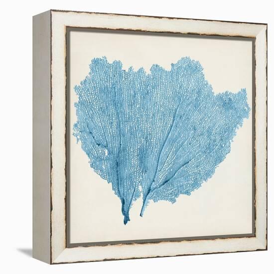 Sea Fan IV-Vision Studio-Framed Stretched Canvas