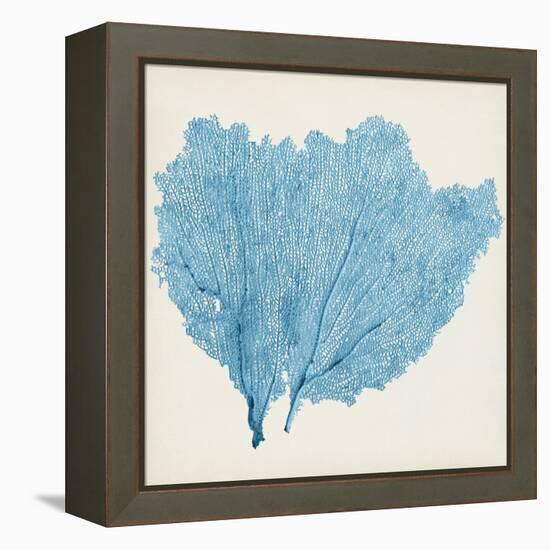 Sea Fan IV-Vision Studio-Framed Stretched Canvas