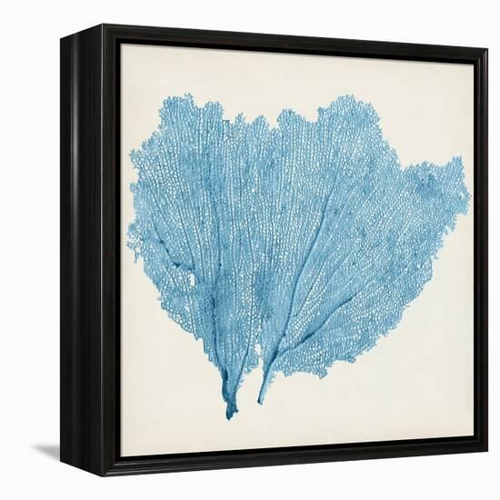 Sea Fan IV-Vision Studio-Framed Stretched Canvas