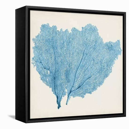 Sea Fan IV-Vision Studio-Framed Stretched Canvas