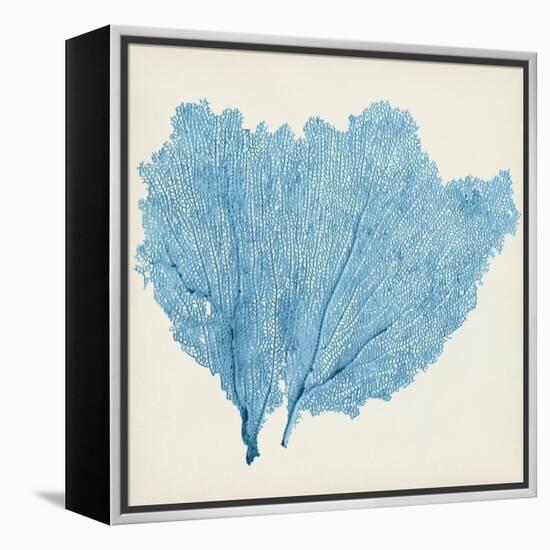 Sea Fan IV-Vision Studio-Framed Stretched Canvas