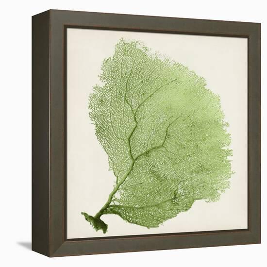 Sea Fan IX-Vision Studio-Framed Stretched Canvas