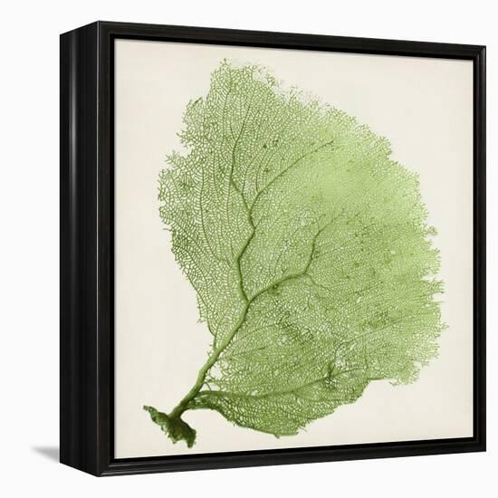 Sea Fan IX-Vision Studio-Framed Stretched Canvas