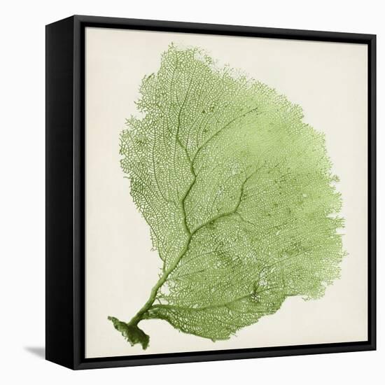 Sea Fan IX-Vision Studio-Framed Stretched Canvas