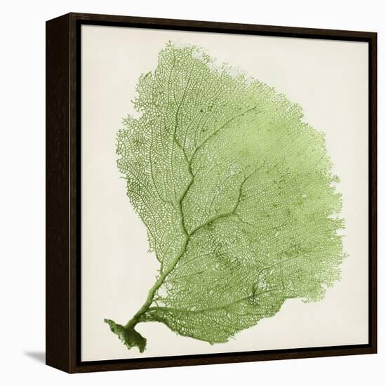 Sea Fan IX-Vision Studio-Framed Stretched Canvas