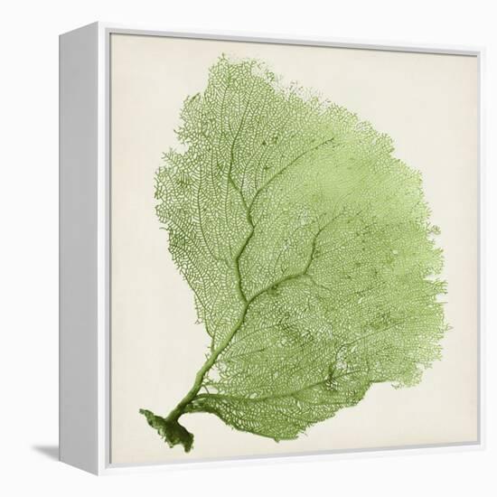 Sea Fan IX-Vision Studio-Framed Stretched Canvas