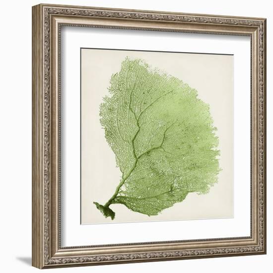 Sea Fan IX-Vision Studio-Framed Art Print