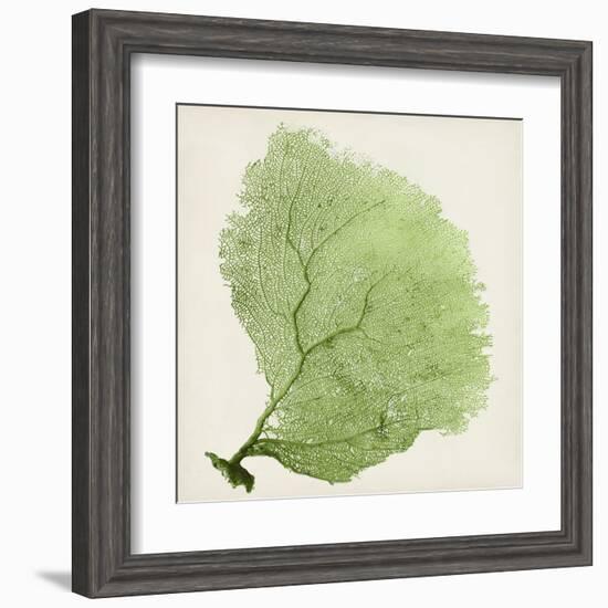 Sea Fan IX-Vision Studio-Framed Art Print