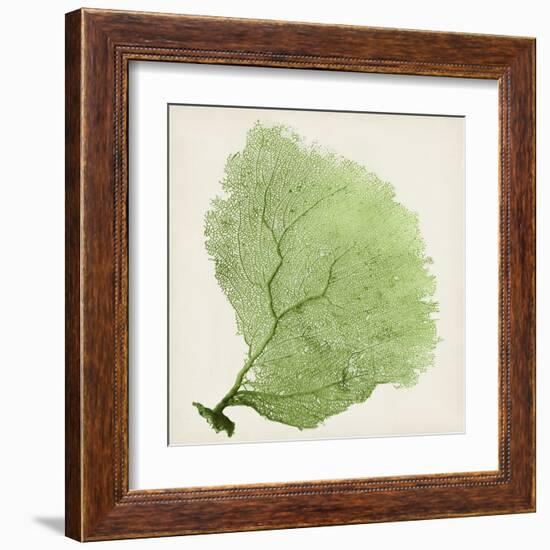 Sea Fan IX-Vision Studio-Framed Art Print