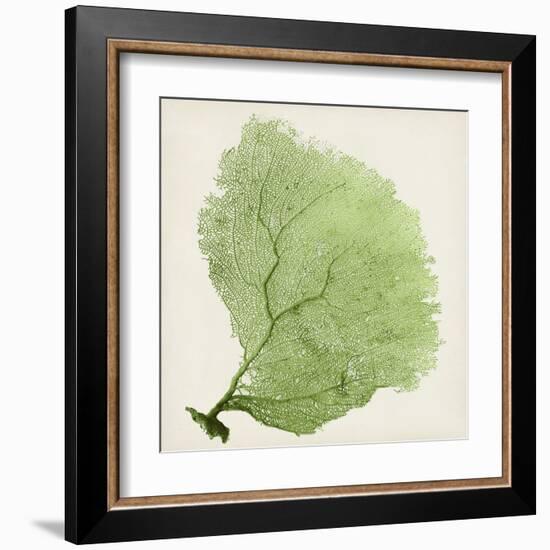 Sea Fan IX-Vision Studio-Framed Art Print