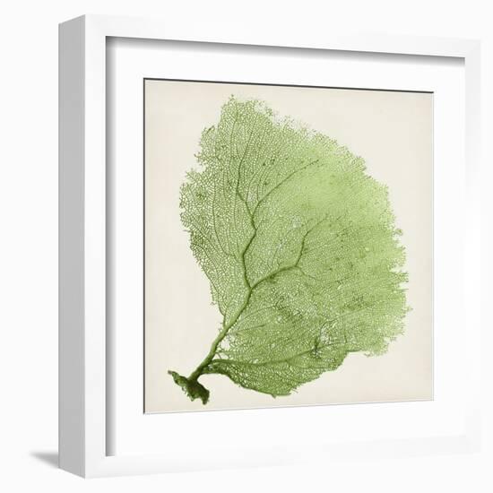 Sea Fan IX-Vision Studio-Framed Art Print